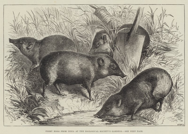Pigmy Hogs fra India ved Zoological Society
