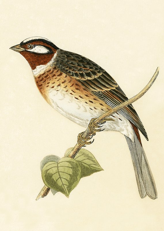 Pine Bunting, illustrasjon fra 