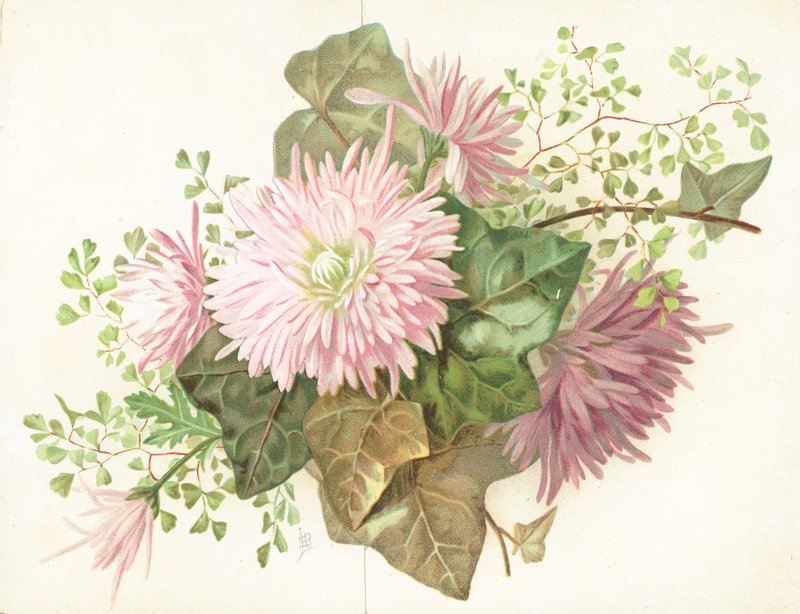 Rosa blomster (Dahlia), kort av English School