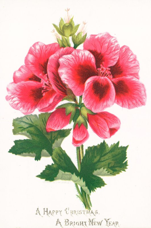 Rosa blomster, julekort av English School