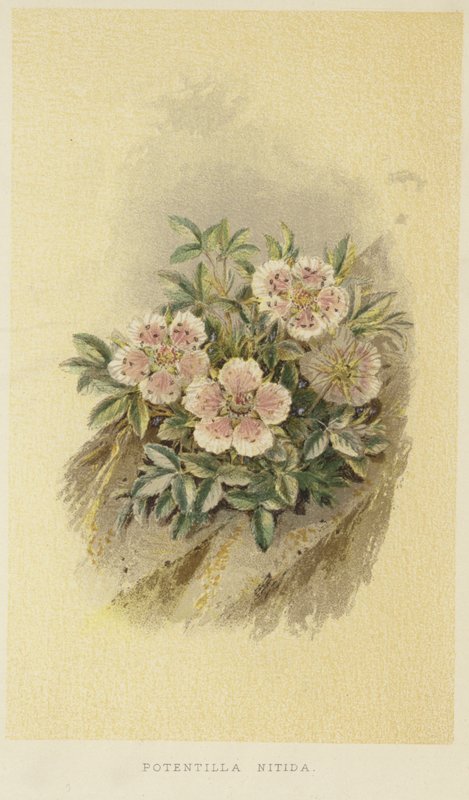 Rosa cinquefoil av English School