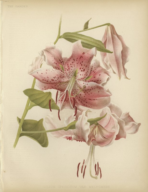 Rosa lilje av English School