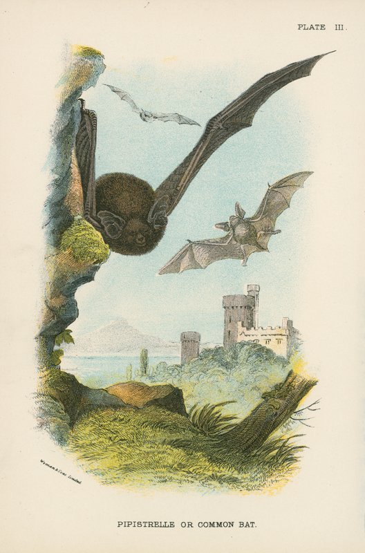 Pipistrelle eller vanlig flaggermus av English School