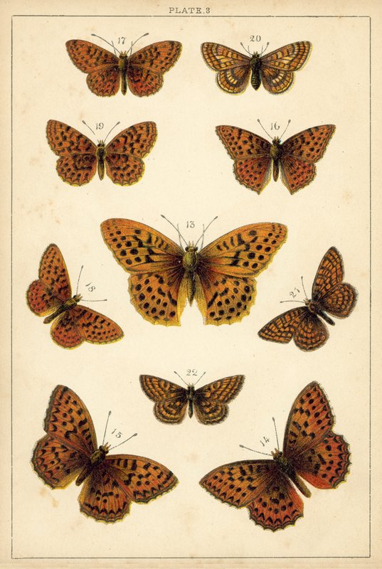 Tallerken fra Vårt Lands sommerfugler og møll (chromolitho) av English School