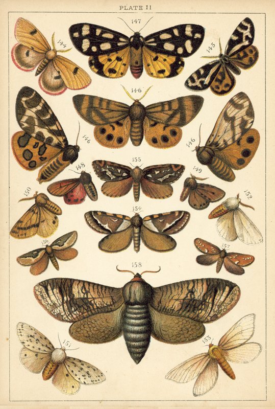 Tallerken fra Vårt Lands sommerfugler og møll (chromolitho) av English School