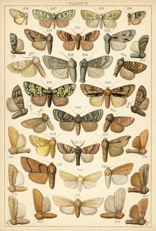 Tallerken fra Vårt Lands sommerfugler og møll (chromolitho) av English School