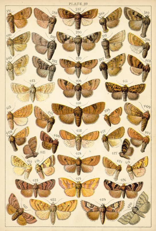 Tallerken fra Vårt Lands sommerfugler og møll (chromolitho) av English School