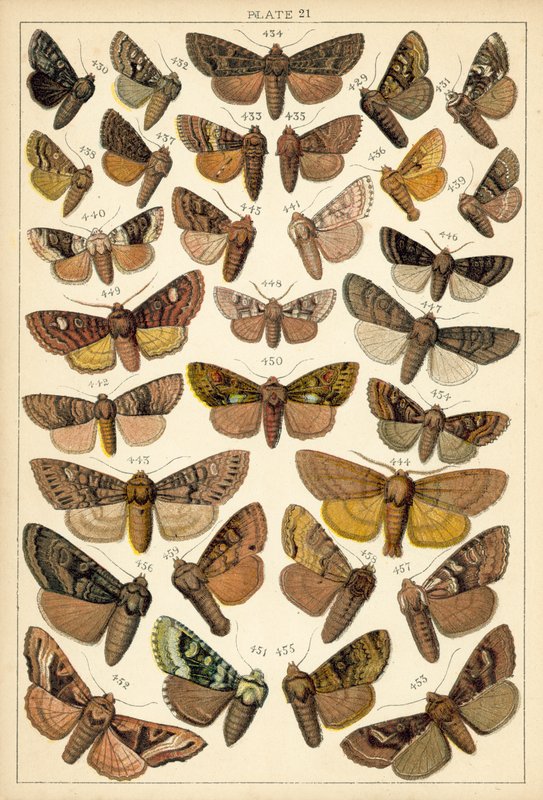 Tallerken fra Vårt Lands sommerfugler og møll (chromolitho) av English School