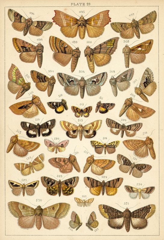 Tallerken fra Vårt Lands sommerfugler og møll (chromolitho) av English School