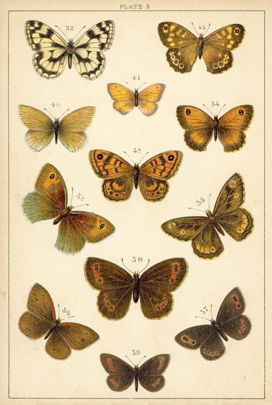 Tallerken fra Vårt Lands sommerfugler og møll (chromolitho) av English School