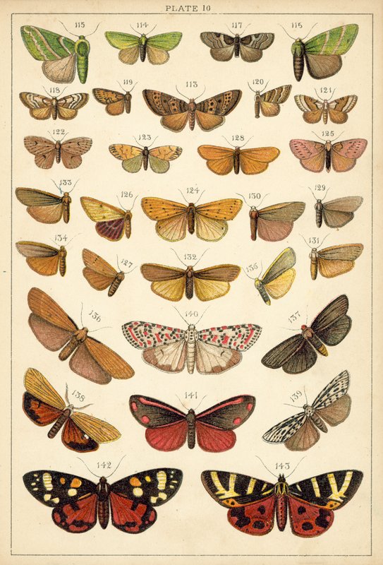 Tallerken fra Vårt Lands sommerfugler og møll (chromolitho) av English School