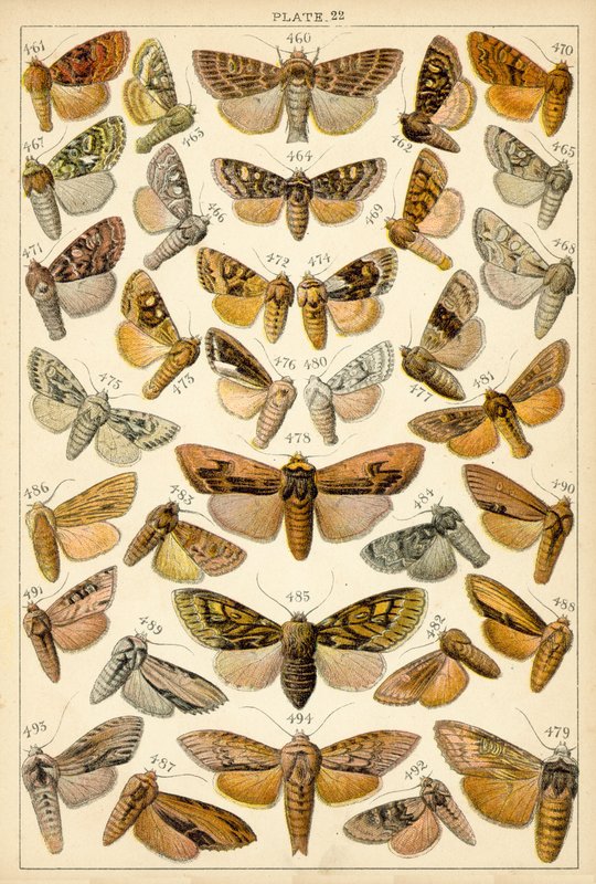 Tallerken fra Vårt Lands sommerfugler og møll (chromolitho) av English School