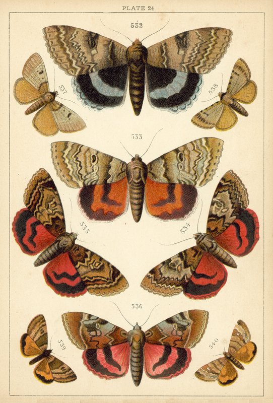 Tallerken fra Vårt Lands sommerfugler og møll (chromolitho) av English School