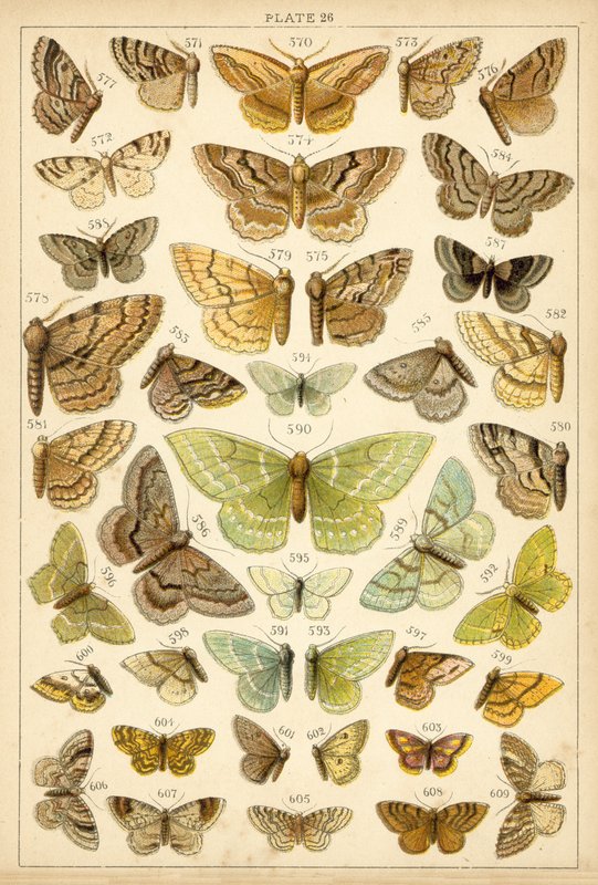 Tallerken fra Vårt Lands sommerfugler og møll (chromolitho) av English School