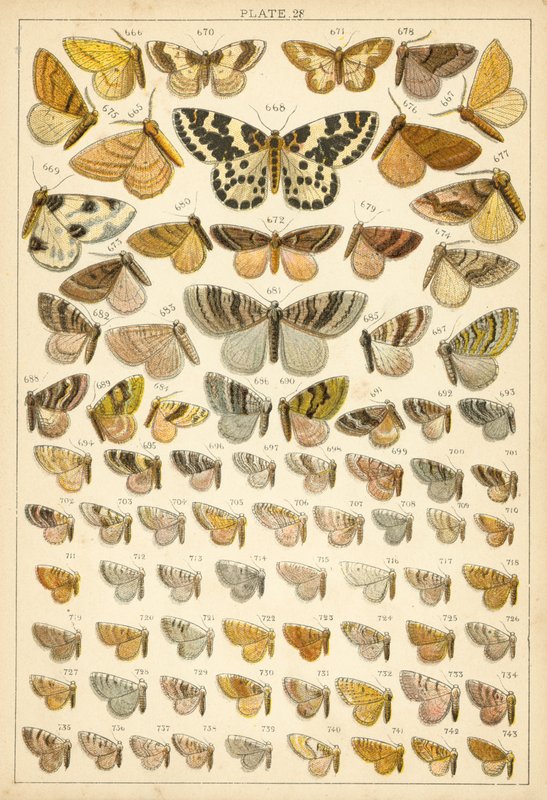 Tallerken fra Vårt Lands sommerfugler og møll (chromolitho) av English School