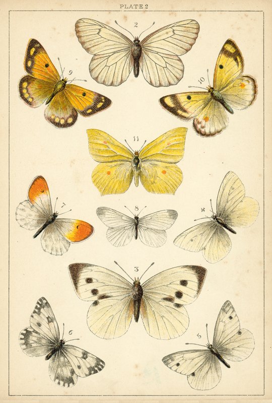 Tallerken fra Vårt Lands sommerfugler og møll (chromolitho) av English School