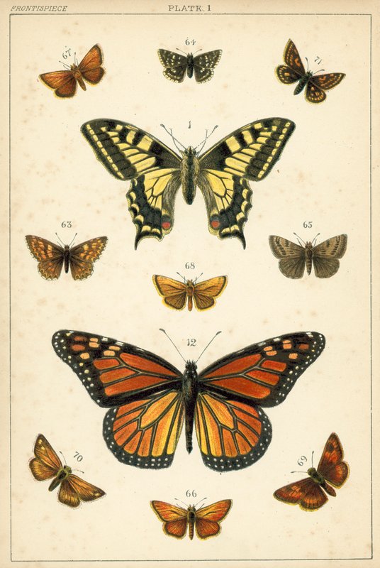 Tallerken fra Vårt Lands sommerfugler og møll (chromolitho) av English School