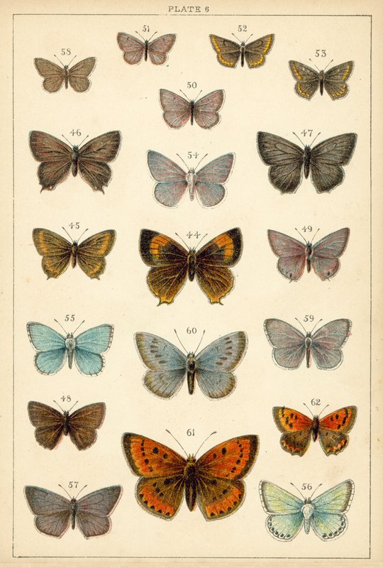 Tallerken fra Vårt Lands sommerfugler og møll (chromolitho) av English School