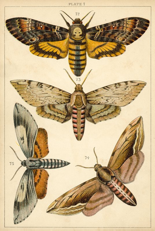 Tallerken fra Vårt Lands sommerfugler og møll (chromolitho) av English School