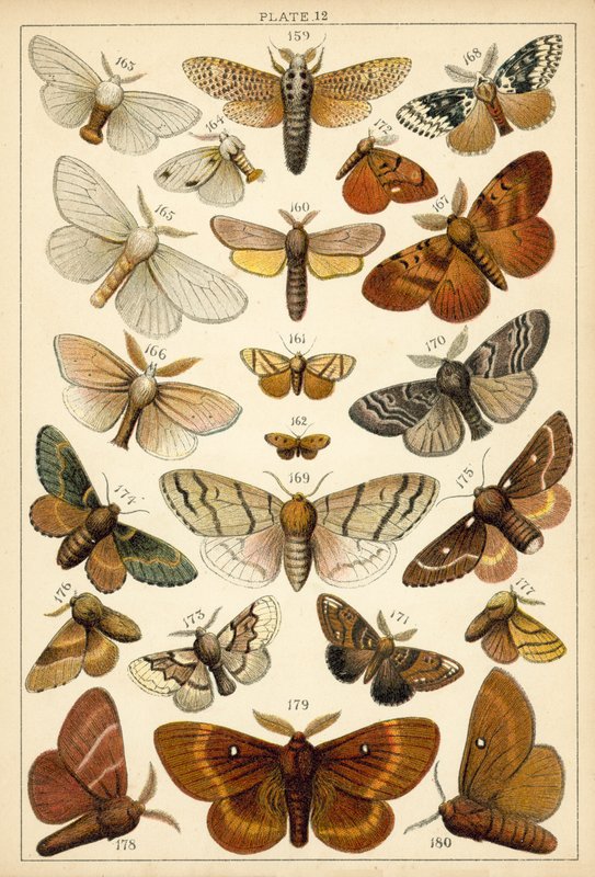 Tallerken fra Vårt Lands sommerfugler og møll (chromolitho) av English School