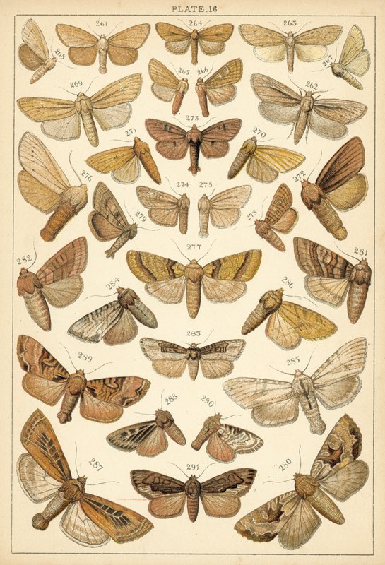 Tallerken fra Vårt Lands sommerfugler og møll (chromolitho) av English School