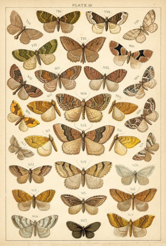 Tallerken fra Vårt Lands sommerfugler og møll (chromolitho) av English School