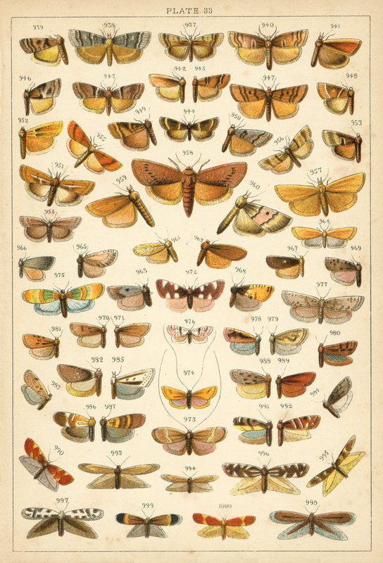 Tallerken fra Vårt Lands sommerfugler og møll (chromolitho) av English School