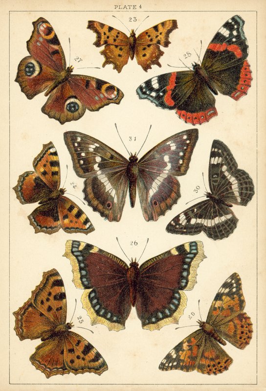 Tallerken fra Vårt Lands sommerfugler og møll (chromolitho) av English School