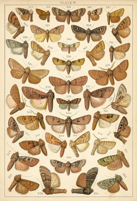 Tallerken fra Vårt Lands sommerfugler og møll (chromolitho) av English School