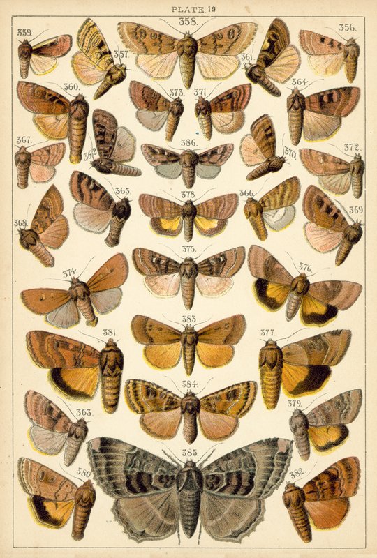 Tallerken fra Vårt Lands sommerfugler og møll (chromolitho) av English School
