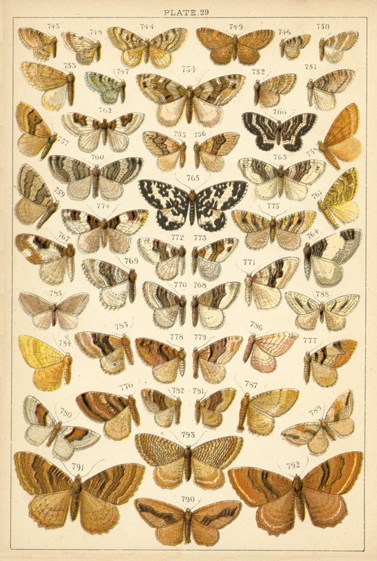 Tallerken fra Vårt Lands sommerfugler og møll (chromolitho) av English School