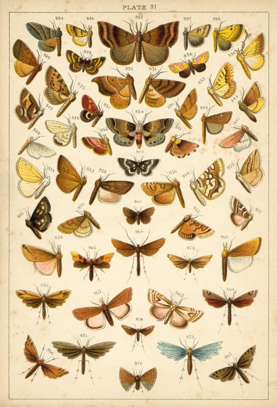 Tallerken fra Vårt Lands sommerfugler og møll (chromolitho) av English School
