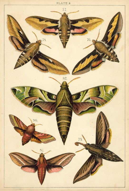 Tallerken fra Vårt Lands sommerfugler og møll (chromolitho) av English School