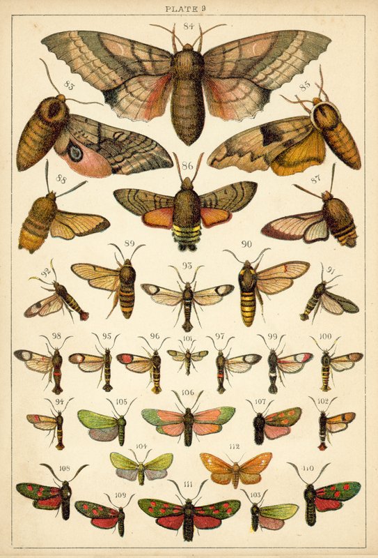 Tallerken fra Vårt Lands sommerfugler og møll (chromolitho) av English School