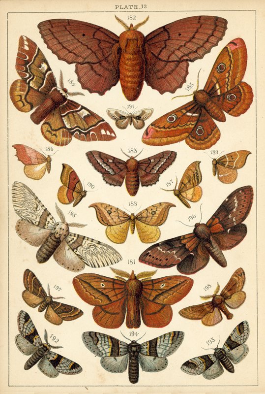 Tallerken fra Vårt Lands sommerfugler og møll (chromolitho) av English School