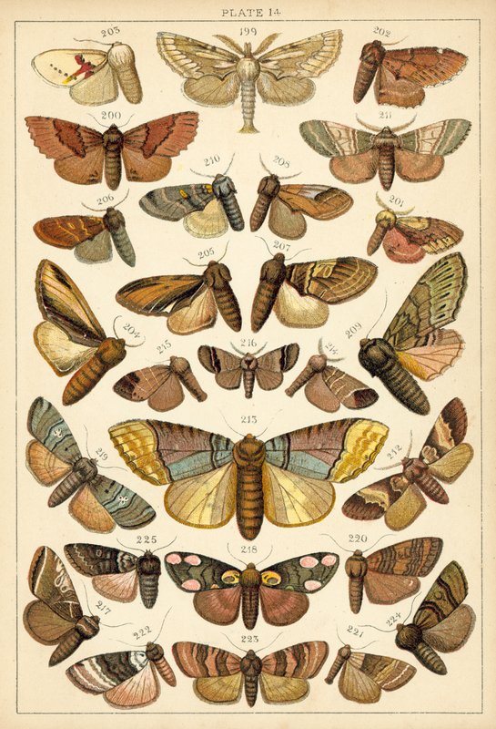 Tallerken fra Vårt Lands sommerfugler og møll (chromolitho) av English School