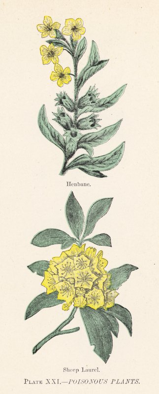Giftige planter (farge litho) av English School