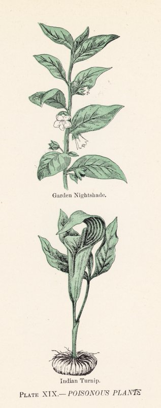 Giftige planter (farge litho) av English School