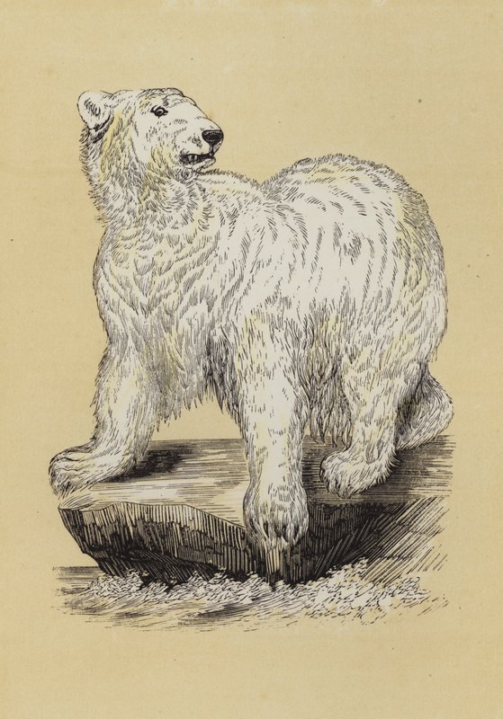 Isbjørn (farge litho) av English School