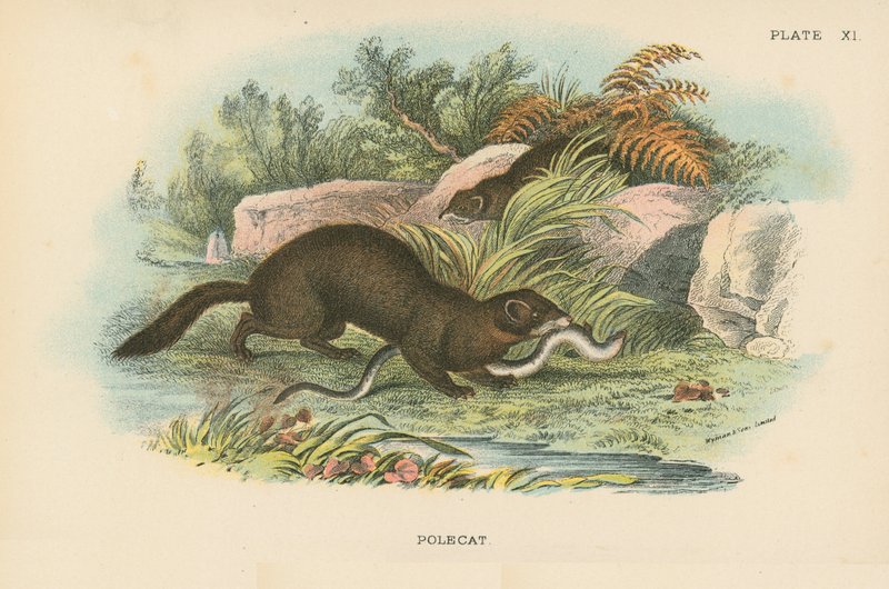 Polecat av English School