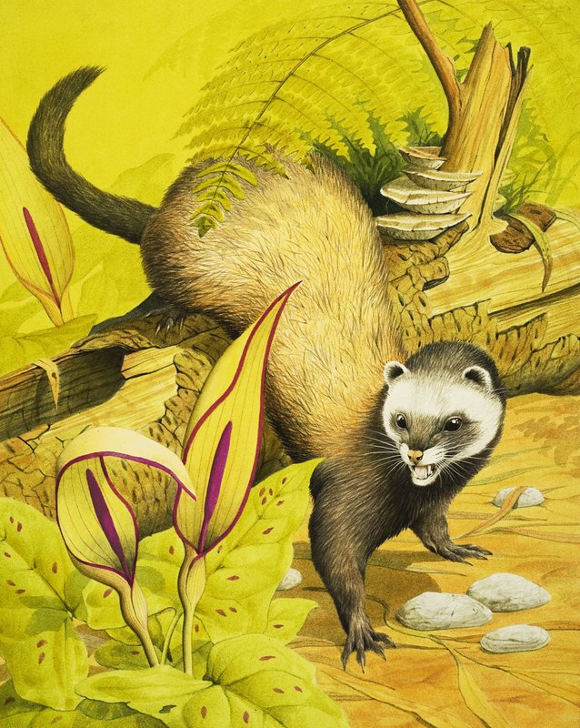 Polecat av English School