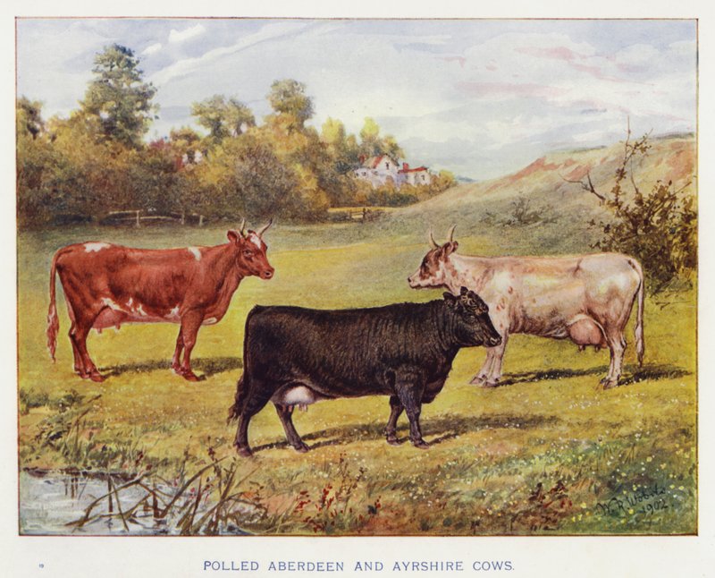 Polled Aberdeen og Ayrshire kyr av English School