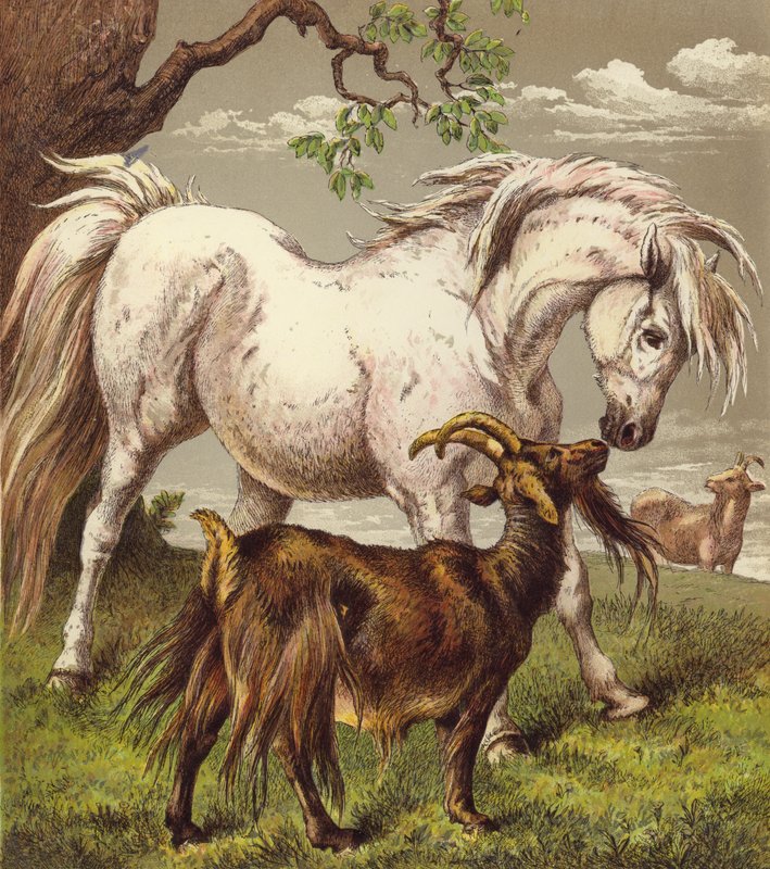 Ponni og geiter (farge litho) av English School