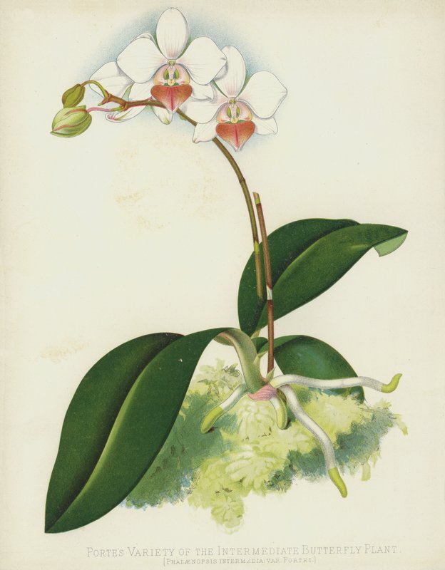 Portes Variety of the Intermediate Butterfly Plant, Phalaenopsis Intermedia, var Portei av English School