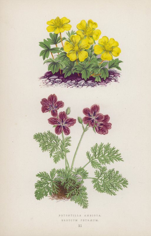 Potensielt tvetydig; Erodium Petraeus (farge litho) av English School