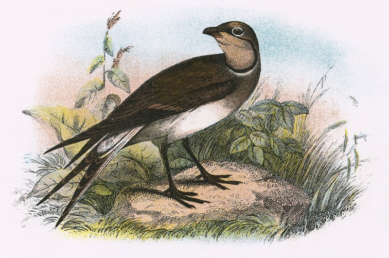 Pratincole av English School
