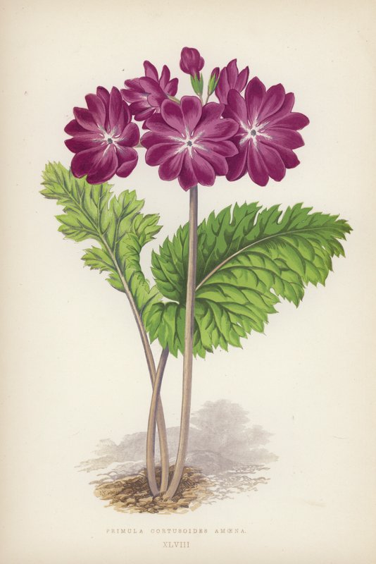 Primula Cortusoides Amoena (farge litho) av English School