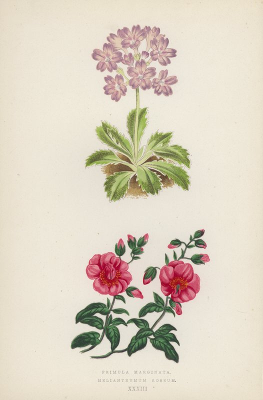Primula Marginata; Helianthemum Roseum (farge litho) av English School