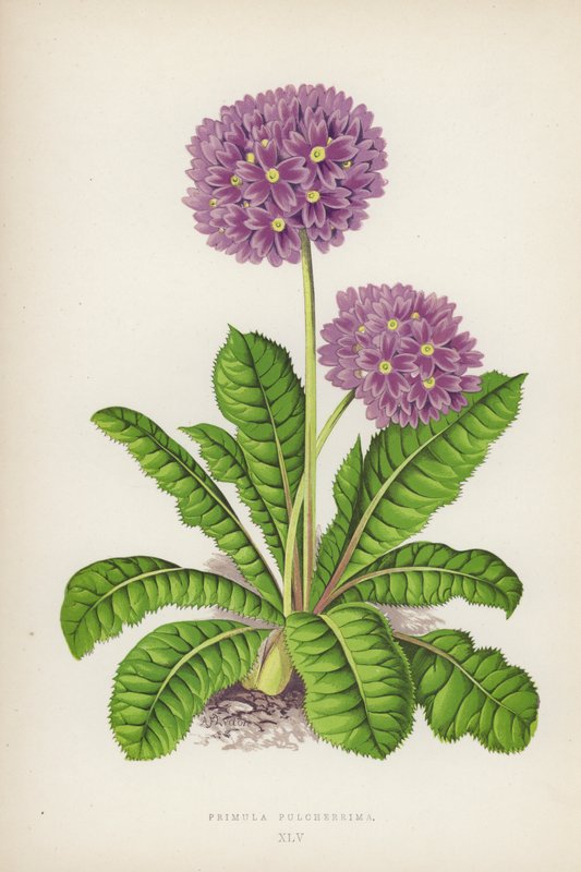 Den vakreste primula (farge litho) av English School