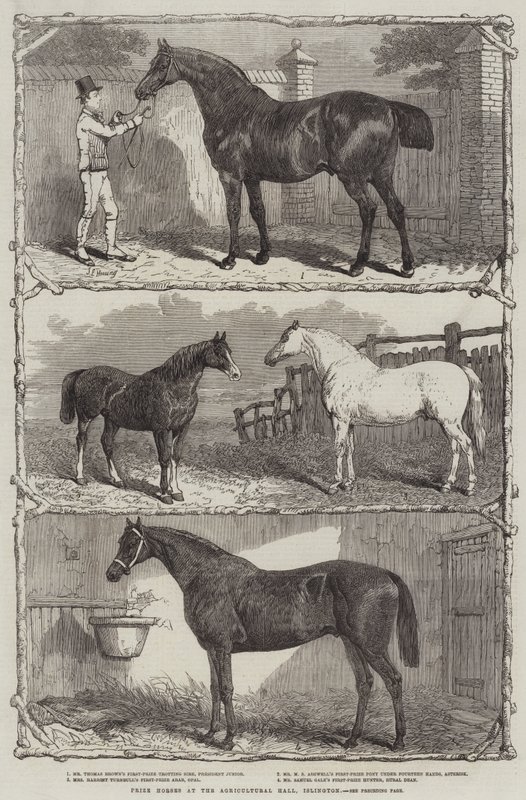 Premiehester i Agricultural Hall, Islington (gravering) av English School